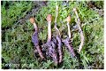 Ophiocordyceps gracilis-amf523